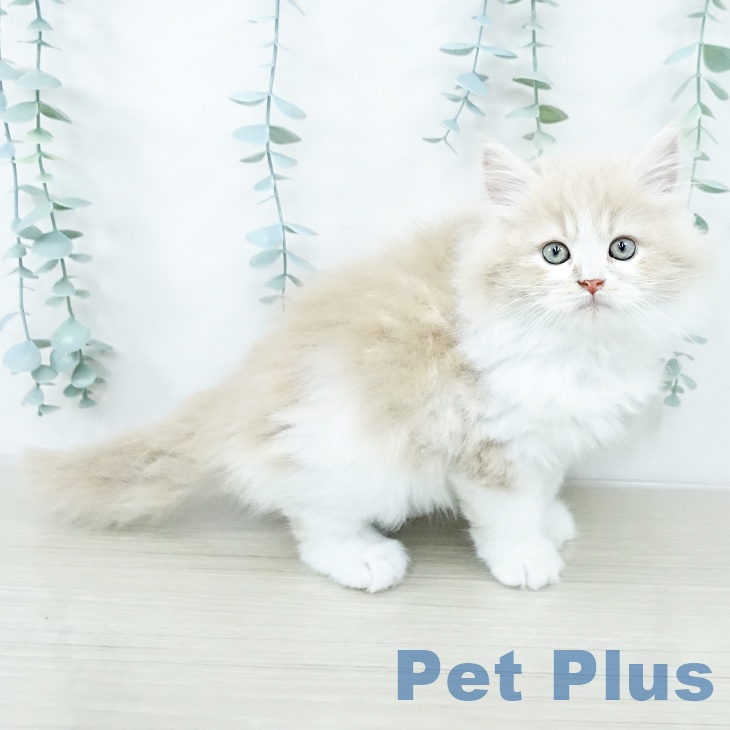 長野県のサイベリアン (ペットプラス 松本店/2025年10月24日生まれ/男の子/クリームタビーホワイト)の子猫の2枚目の画像