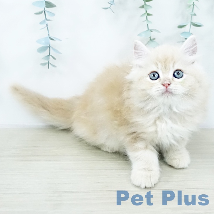 東京都のサイベリアン (ペットプラス アクアシティお台場店/2025年10月24日生まれ/男の子/クリームタビー)の子猫の1枚目の画像