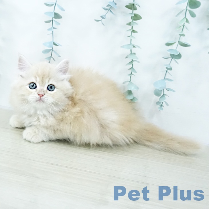 東京都のサイベリアン (ペットプラス アクアシティお台場店/2025年10月24日生まれ/男の子/クリームタビー)の子猫の2枚目の画像