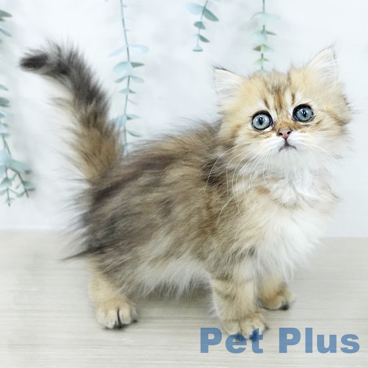 愛媛県のミヌエット (ペットプラス 新居浜店/2025年10月20日生まれ/女の子/ブラウンタビー)の子猫の1枚目の画像