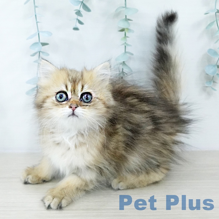 愛媛県のミヌエット (ペットプラス 新居浜店/2025年10月20日生まれ/女の子/ブラウンタビー)の子猫の2枚目の画像