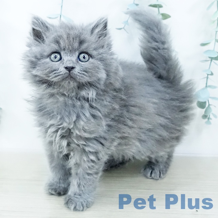山梨県のブリティッシュショートヘアー (ペットプラス 甲府国母店/2025年10月24日生まれ/男の子/ブルー)の子猫の1枚目の画像
