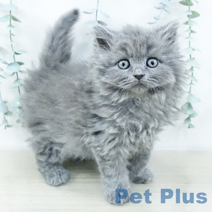 山梨県のブリティッシュショートヘアー (ペットプラス 甲府国母店/2025年10月24日生まれ/男の子/ブルー)の子猫の2枚目の画像