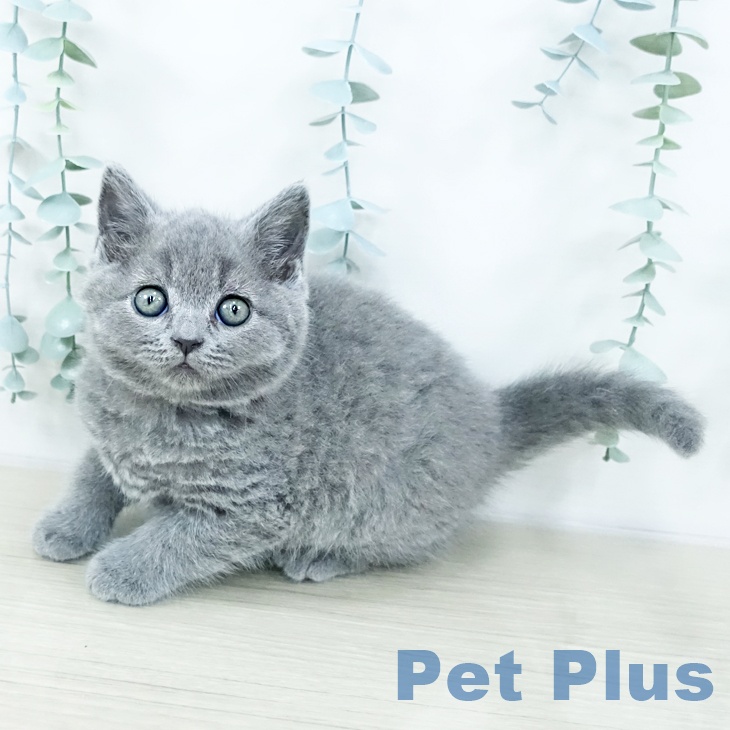 長野県のブリティッシュショートヘアー (ペットプラス 松本店/2025年10月24日生まれ/男の子/ブルー)の子猫の1枚目の画像