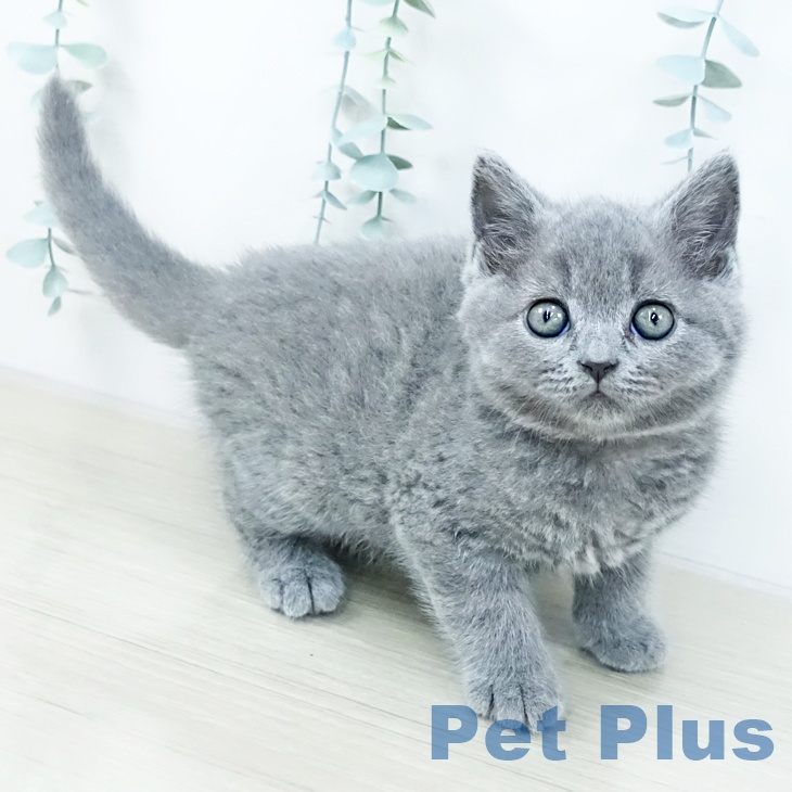 長野県のブリティッシュショートヘアー (ペットプラス 松本店/2025年10月24日生まれ/男の子/ブルー)の子猫の2枚目の画像
