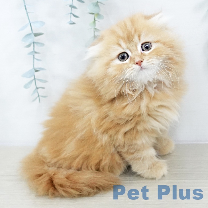 東京都のスコティッシュフォールド (ペットプラス 日の出店/2025年10月21日生まれ/男の子/レッドタビー)の子猫の1枚目の画像