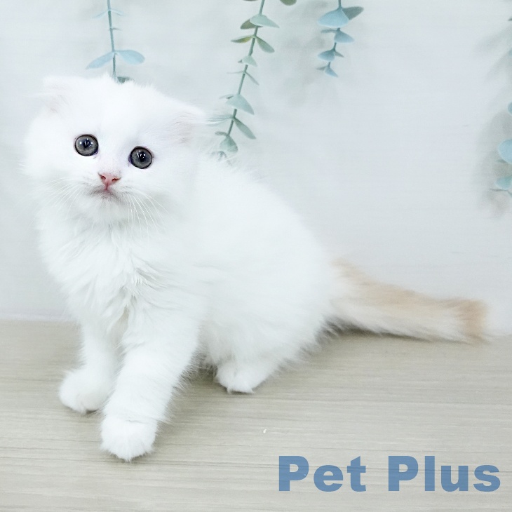 長野県のスコティッシュフォールド (ペットプラス 長野店/2025年10月21日生まれ/女の子/クリームタビーホワイト)の子猫の1枚目の画像