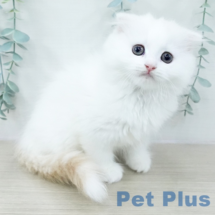 長野県のスコティッシュフォールド (ペットプラス 長野店/2025年10月21日生まれ/女の子/クリームタビーホワイト)の子猫の2枚目の画像