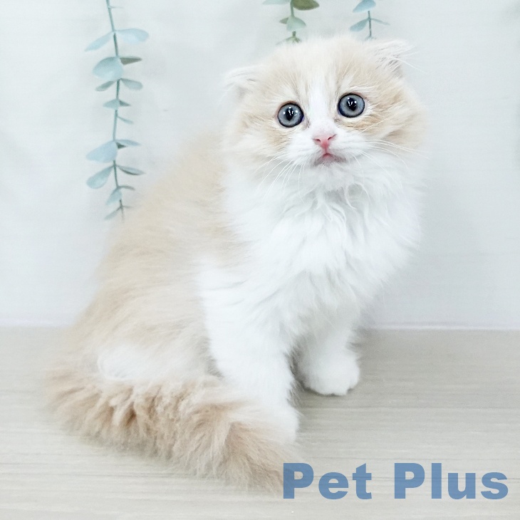 茨城県のスコティッシュフォールド (ペッツワン 古河店/2025年10月19日生まれ/女の子/クリームホワイト)の子猫の1枚目の画像