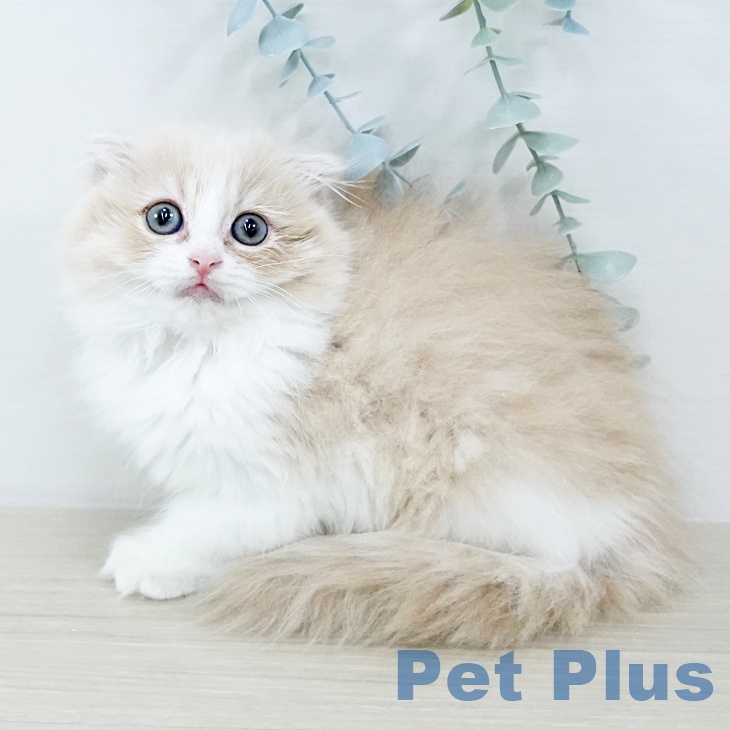 茨城県のスコティッシュフォールド (ペッツワン 古河店/2025年10月19日生まれ/女の子/クリームホワイト)の子猫の2枚目の画像