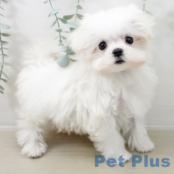 埼玉県のマルチーズ (ペットプラス コクーンシティ店/2025年10月15日生まれ/男の子/ホワイト)の子犬の1枚目の画像