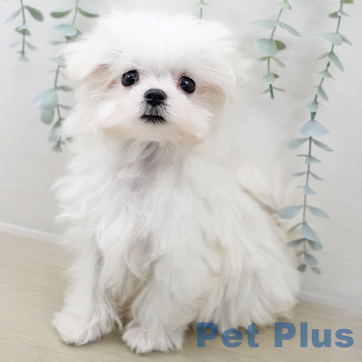 埼玉県のマルチーズ (ペットプラス コクーンシティ店/2025年10月15日生まれ/男の子/ホワイト)の子犬の2枚目の画像