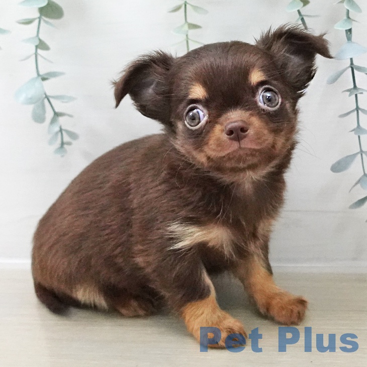 福島県のチワワ(ロング) (ペットプラス イオンタウン郡山店/2025年10月22日生まれ/男の子/チョコレートタン)の子犬の1枚目の画像