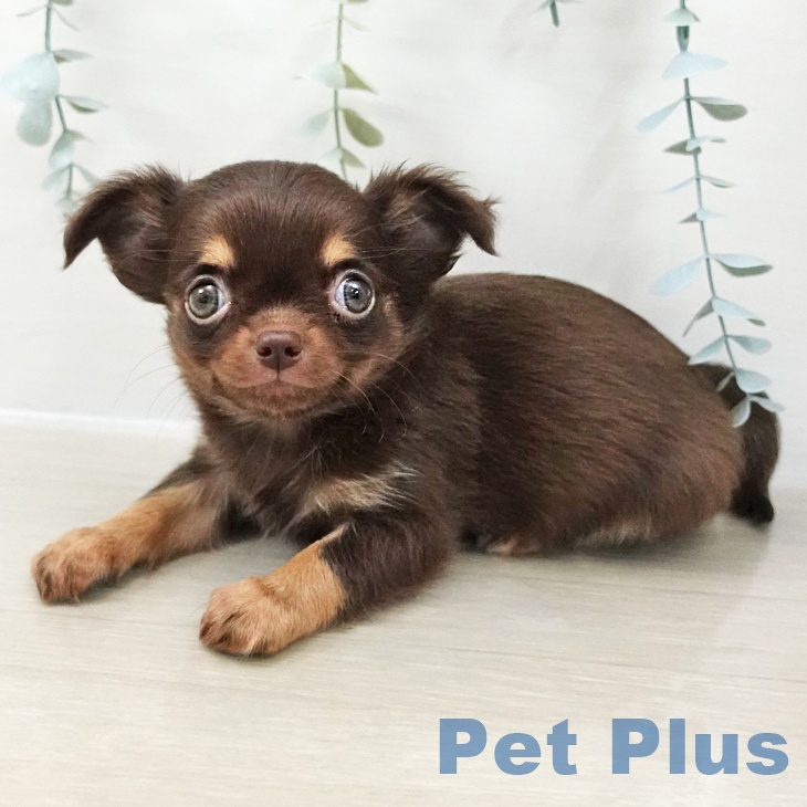 福島県のチワワ(ロング) (ペットプラス イオンタウン郡山店/2025年10月22日生まれ/男の子/チョコレートタン)の子犬の2枚目の画像