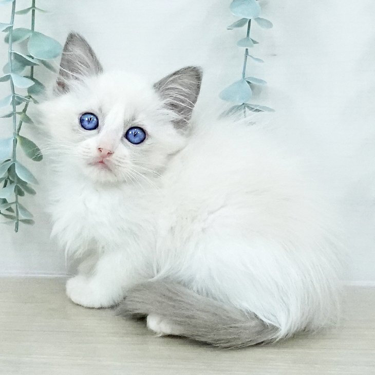 山梨県のラグドール (ペットプラス 甲府国母店/2025年10月21日生まれ/女の子/ブルーポイントバイカラー)の子猫の1枚目の画像