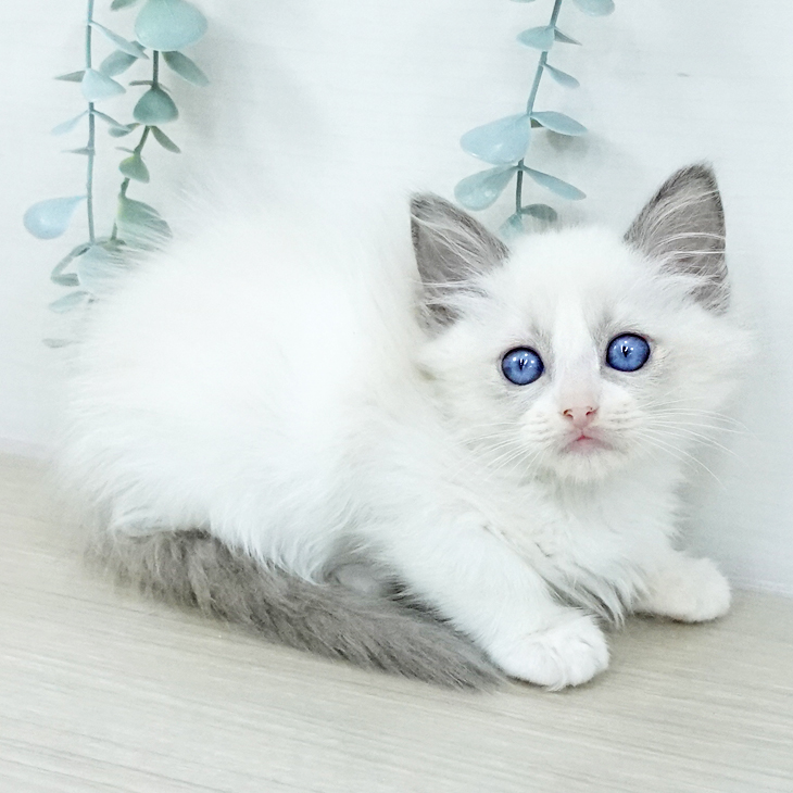 山梨県のラグドール (ペットプラス 甲府国母店/2025年10月21日生まれ/女の子/ブルーポイントバイカラー)の子猫の2枚目の画像