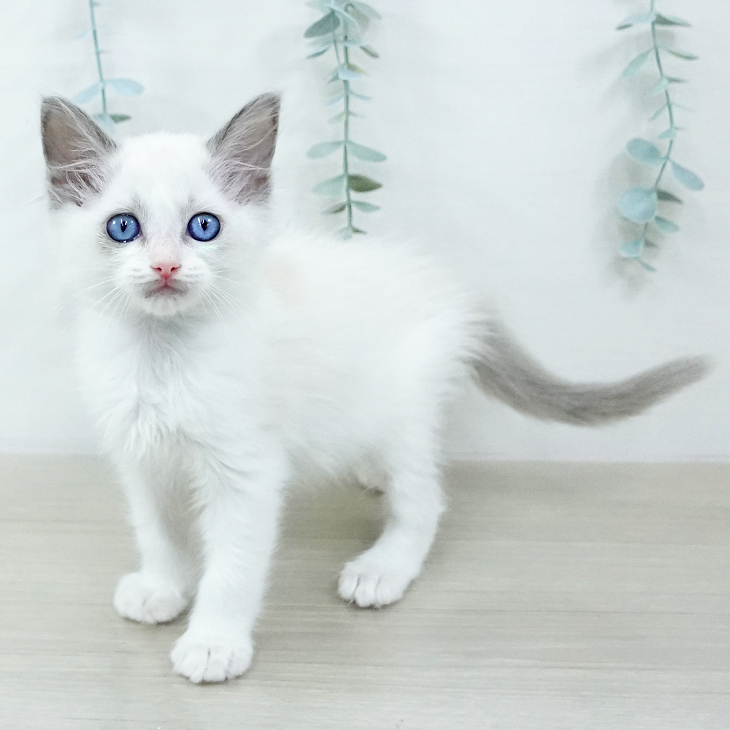神奈川県のラグドール (ペットプラス ゆめが丘ソラトス店/2025年10月21日生まれ/女の子/ブルーポイントバイカラー)の子猫の1枚目の画像