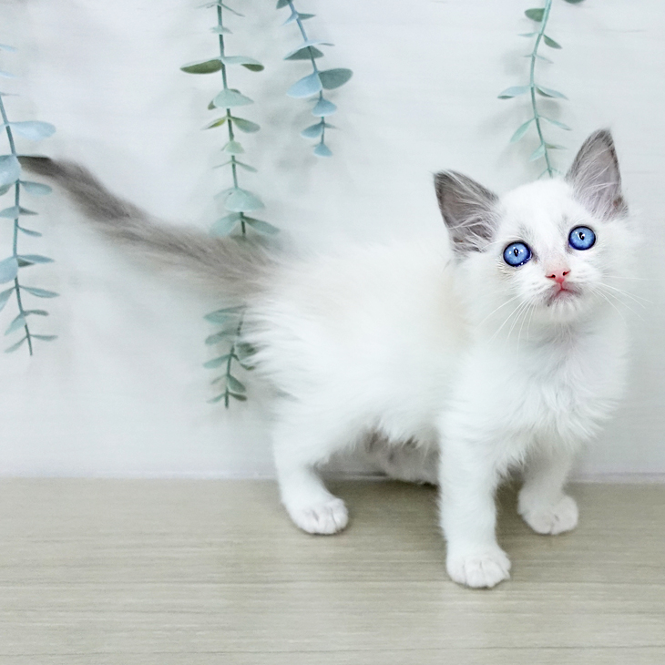 神奈川県のラグドール (ペットプラス ゆめが丘ソラトス店/2025年10月21日生まれ/女の子/ブルーポイントバイカラー)の子猫の2枚目の画像