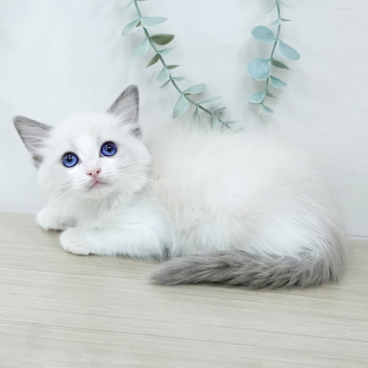 千葉県のラグドール (ペットプラス 幕張新都心店/2025年10月9日生まれ/女の子/ブルーポイントバイカラー)の子猫の1枚目の画像