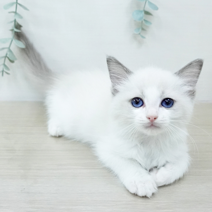 千葉県のラグドール (ペットプラス 幕張新都心店/2025年10月9日生まれ/女の子/ブルーポイントバイカラー)の子猫の2枚目の画像