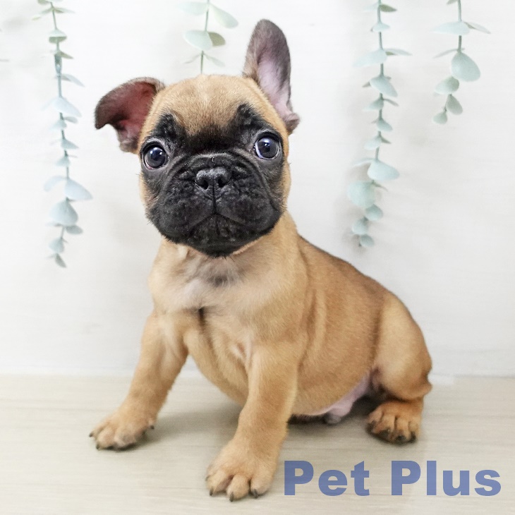 東京都のフレンチブルドッグ (ペットプラス MARK IS 葛飾かなまち店/2025年10月25日生まれ/男の子/フォーン)の子犬の1枚目の画像