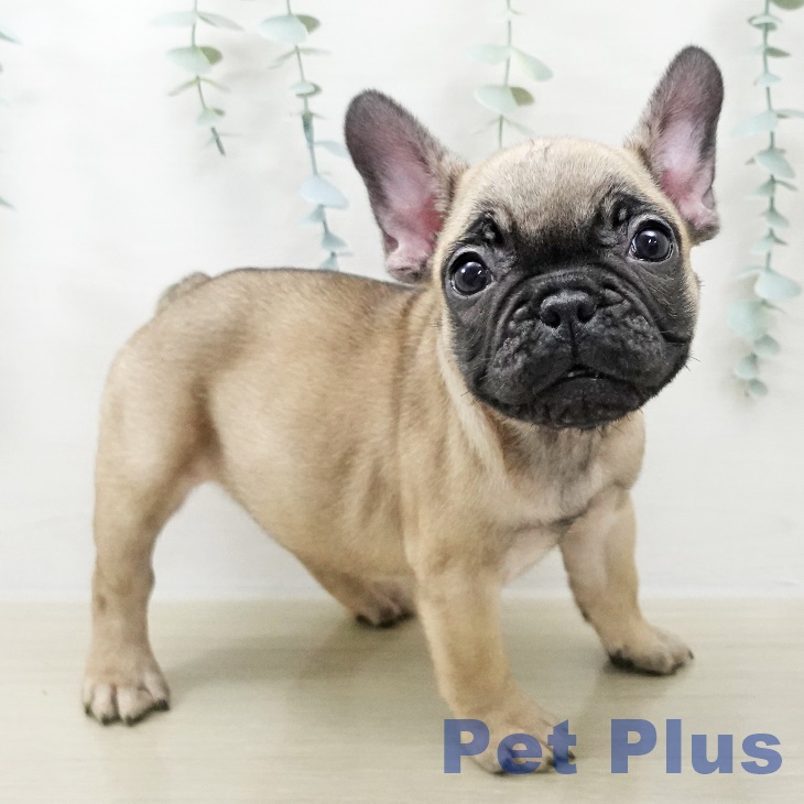千葉県のフレンチブルドッグ (ペットプラス 幕張新都心店/2025年10月25日生まれ/女の子/フォーン)の子犬の1枚目の画像