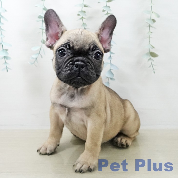 千葉県のフレンチブルドッグ (ペットプラス 幕張新都心店/2025年10月25日生まれ/女の子/フォーン)の子犬の2枚目の画像