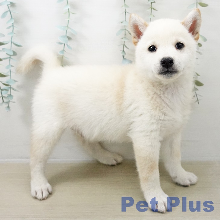 東京都の柴犬(標準サイズ) (ペットプラス 日の出店/2025年10月25日生まれ/男の子/白)の子犬の1枚目の画像