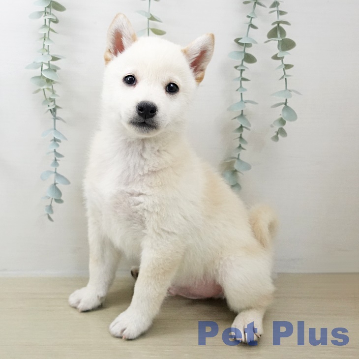 東京都の柴犬(標準サイズ) (ペットプラス 日の出店/2025年10月25日生まれ/男の子/白)の子犬の2枚目の画像