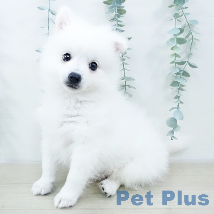 日本スピッツの写真2