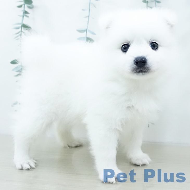 日本スピッツの写真2