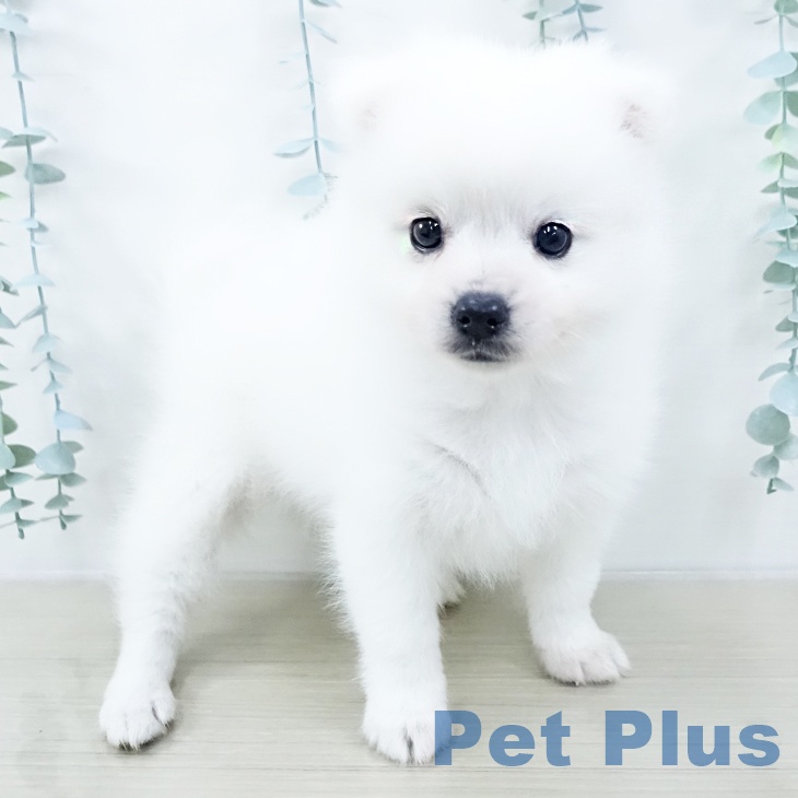 日本スピッツの写真2