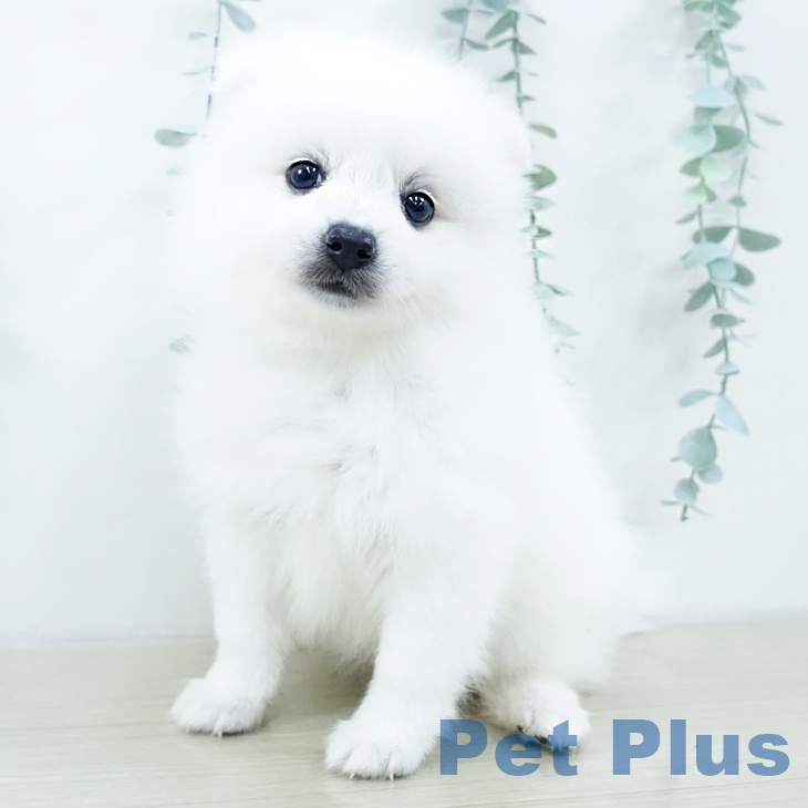 埼玉県の日本スピッツ (ペットプラス ららぽーと富士見店/2025年10月20日生まれ/女の子/ホワイト)の子犬の1枚目の画像