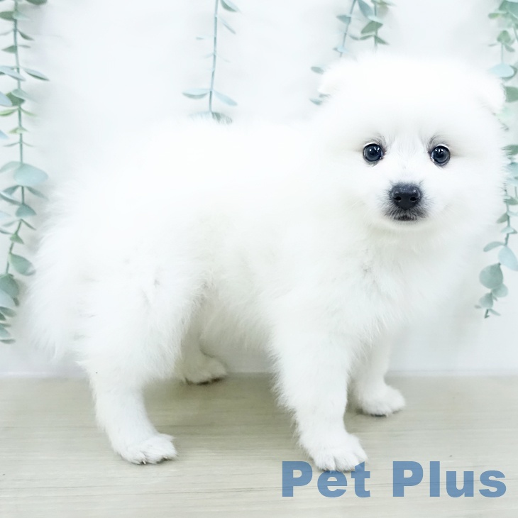 埼玉県の日本スピッツ (ペットプラス ららぽーと富士見店/2025年10月20日生まれ/女の子/ホワイト)の子犬の2枚目の画像