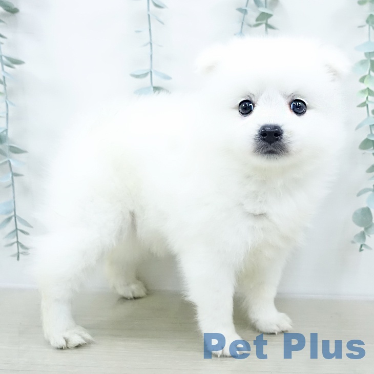 千葉県の日本スピッツ (ペットプラス 幕張新都心店/2025年10月20日生まれ/女の子/ホワイト)の子犬の1枚目の画像