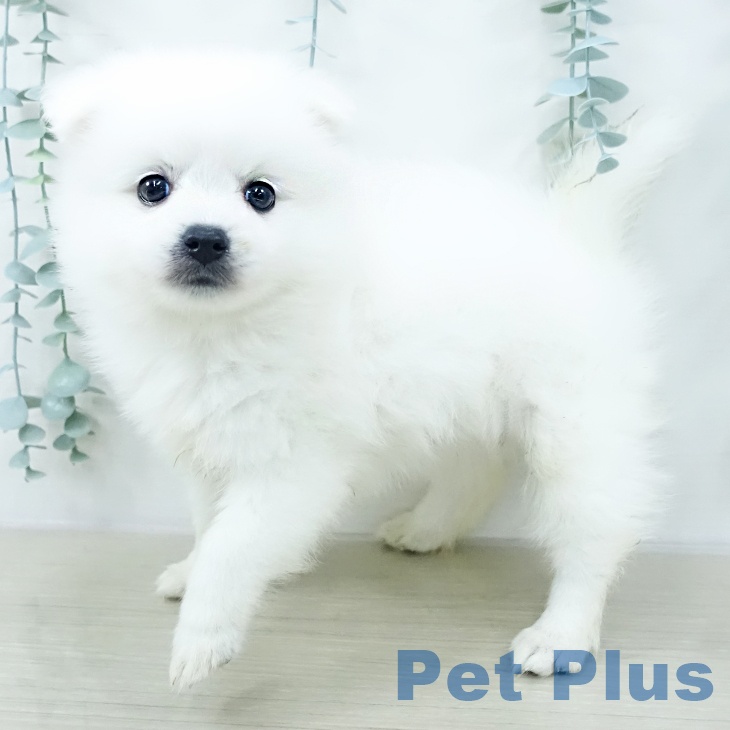 千葉県の日本スピッツ (ペットプラス 幕張新都心店/2025年10月20日生まれ/女の子/ホワイト)の子犬の2枚目の画像