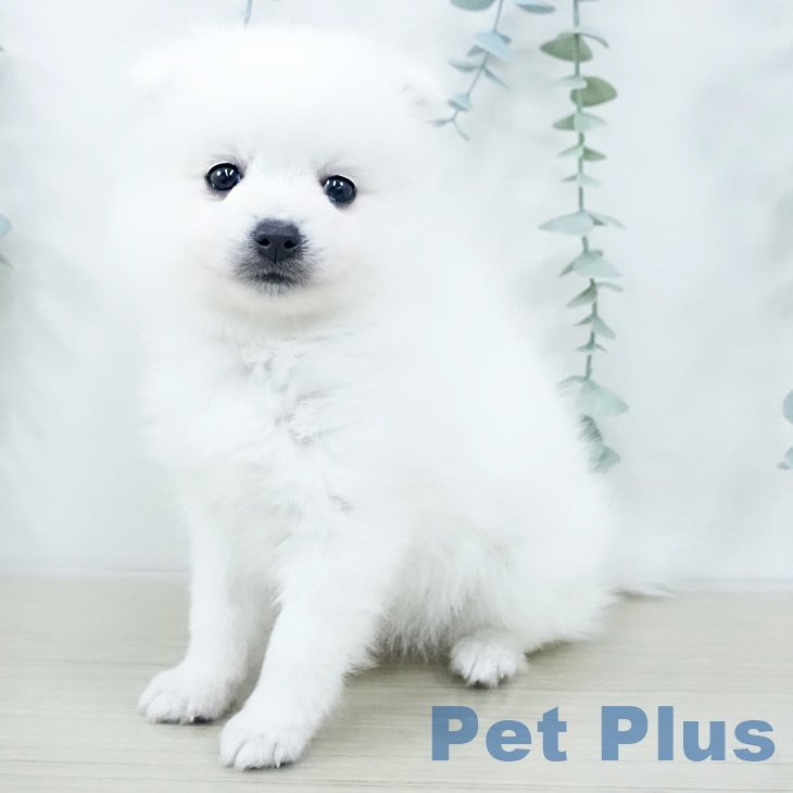 日本スピッツの写真2