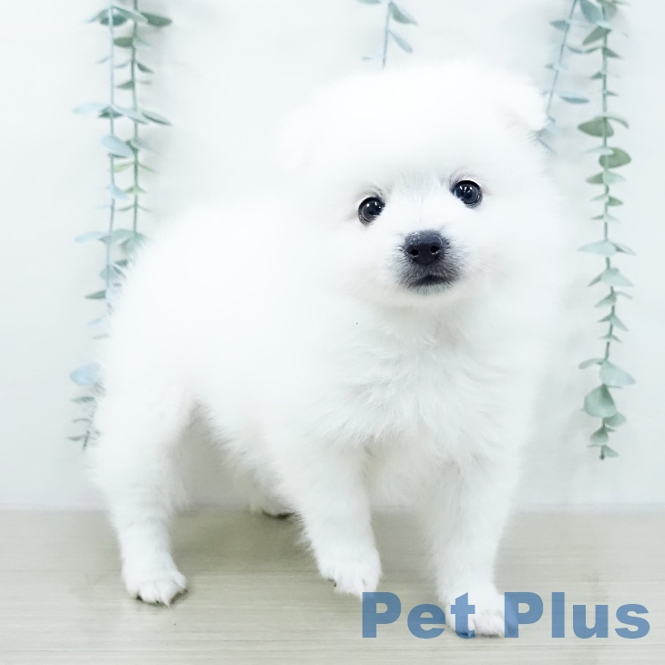 日本スピッツの写真2