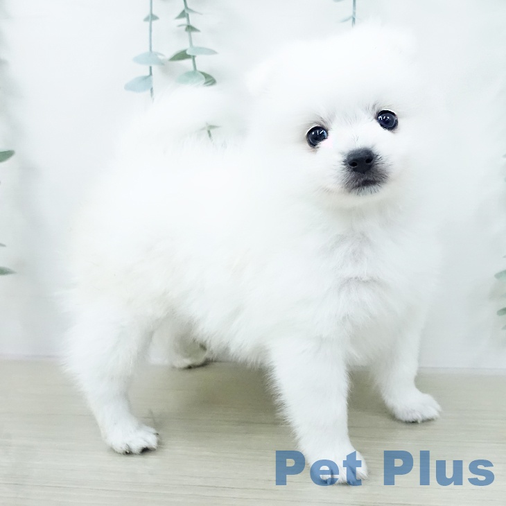 千葉県の日本スピッツ (ペットプラス 幕張新都心店/2025年10月23日生まれ/女の子/ホワイト)の子犬の2枚目の画像
