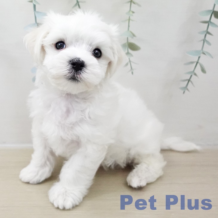 埼玉県のマルチーズ (ペットプラス 与野店/2025年10月25日生まれ/男の子/ホワイト)の子犬の1枚目の画像