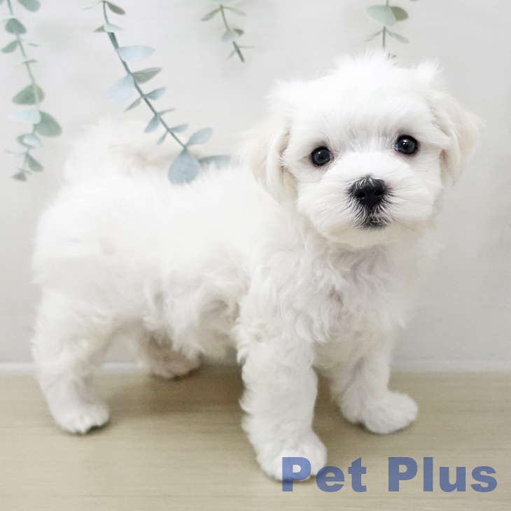 埼玉県のマルチーズ (ペットプラス 与野店/2025年10月25日生まれ/男の子/ホワイト)の子犬の2枚目の画像