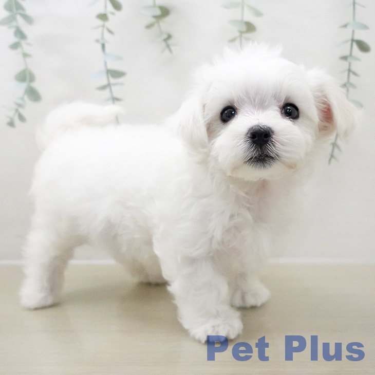長野県のマルチーズ (ペットプラス 松本店/2025年10月25日生まれ/女の子/ホワイト)の子犬の1枚目の画像