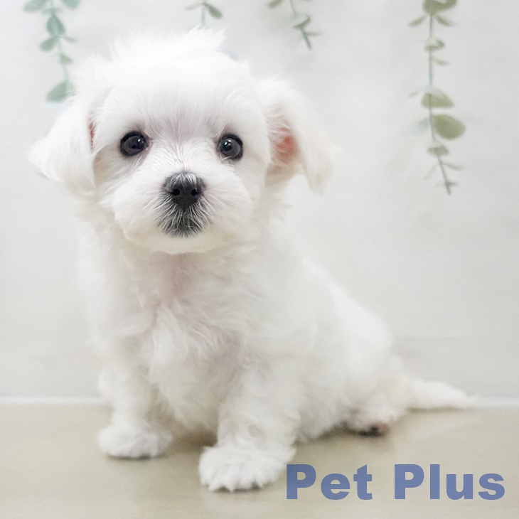 長野県のマルチーズ (ペットプラス 松本店/2025年10月25日生まれ/女の子/ホワイト)の子犬の2枚目の画像