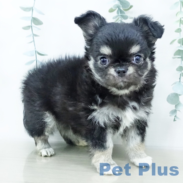 宮城県のチワワ(ロング) (ペットプラス 仙台上杉店/2025年10月25日生まれ/男の子/ブラックタンホワイト)の子犬の1枚目の画像