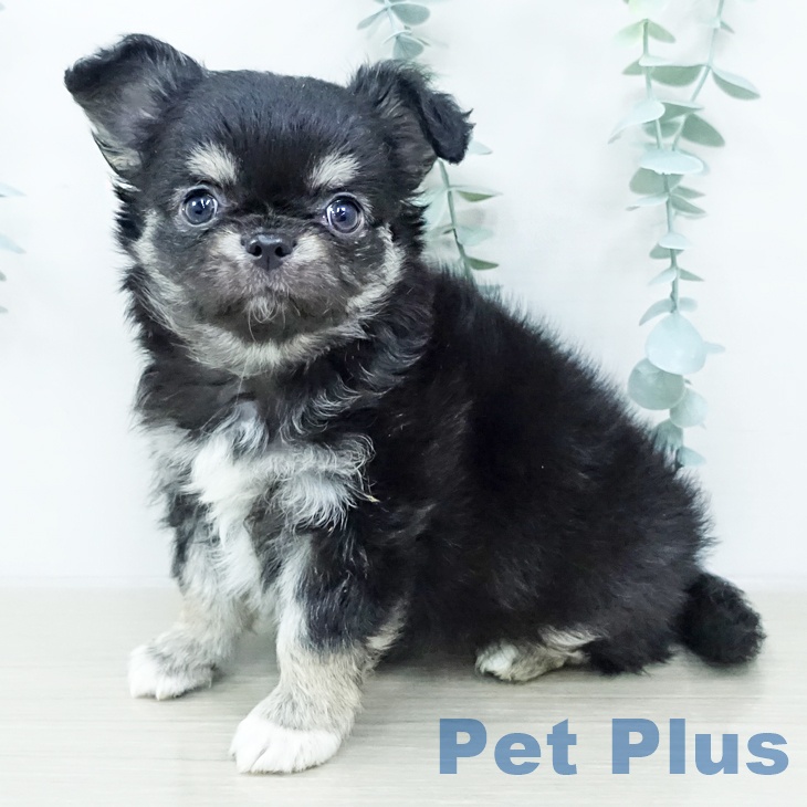 宮城県のチワワ(ロング) (ペットプラス 仙台上杉店/2025年10月25日生まれ/男の子/ブラックタンホワイト)の子犬の2枚目の画像