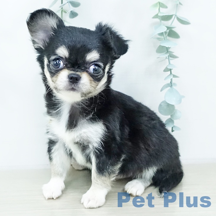 東京都のチワワ(ロング) (ペットプラス アクアシティお台場店/2025年10月25日生まれ/女の子/ブラックタンホワイト)の子犬の1枚目の画像