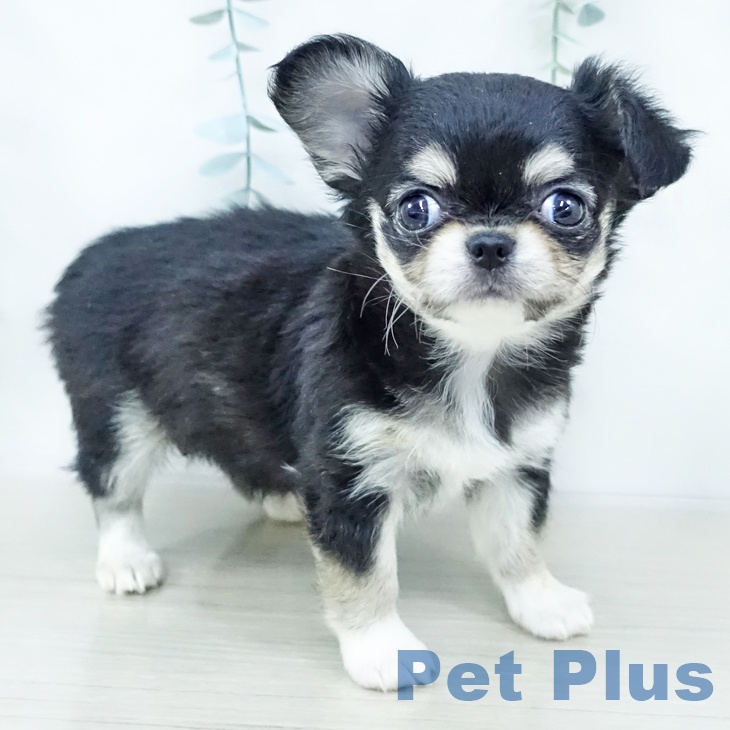 東京都のチワワ(ロング) (ペットプラス アクアシティお台場店/2025年10月25日生まれ/女の子/ブラックタンホワイト)の子犬の2枚目の画像