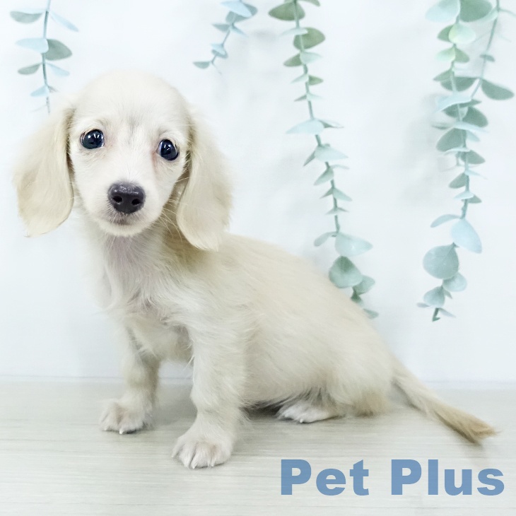 千葉県のミニチュアダックスフンド(ロング) (ペッツワン 千葉ニュータウン店/2025年10月21日生まれ/女の子/イエロー)の子犬の1枚目の画像