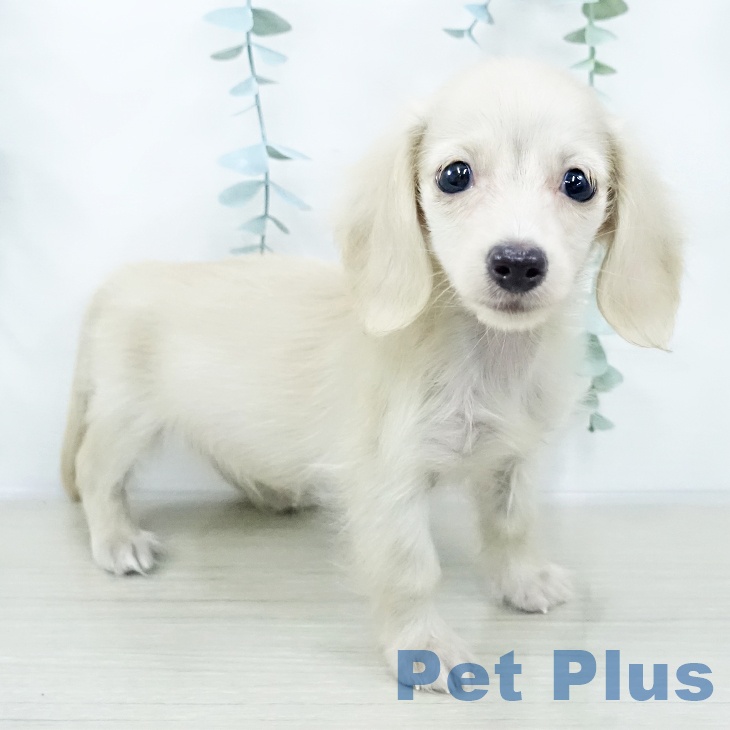 千葉県のミニチュアダックスフンド(ロング) (ペッツワン 千葉ニュータウン店/2025年10月21日生まれ/女の子/イエロー)の子犬の2枚目の画像