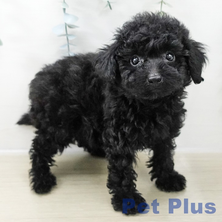 トイ・プードルの写真2